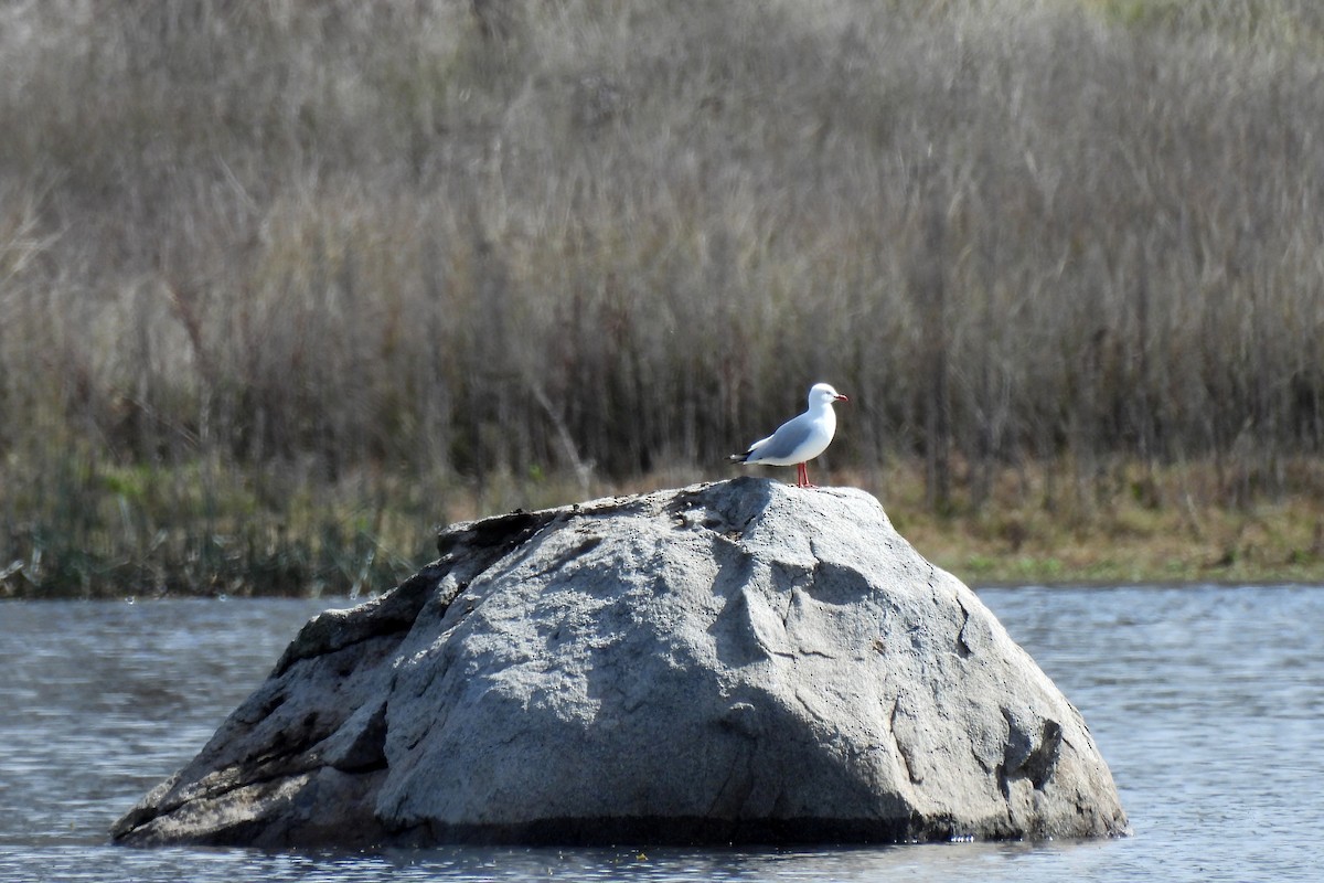 Gaviota Plateada - ML622726245