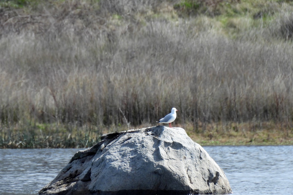 Gaviota Plateada - ML622726246