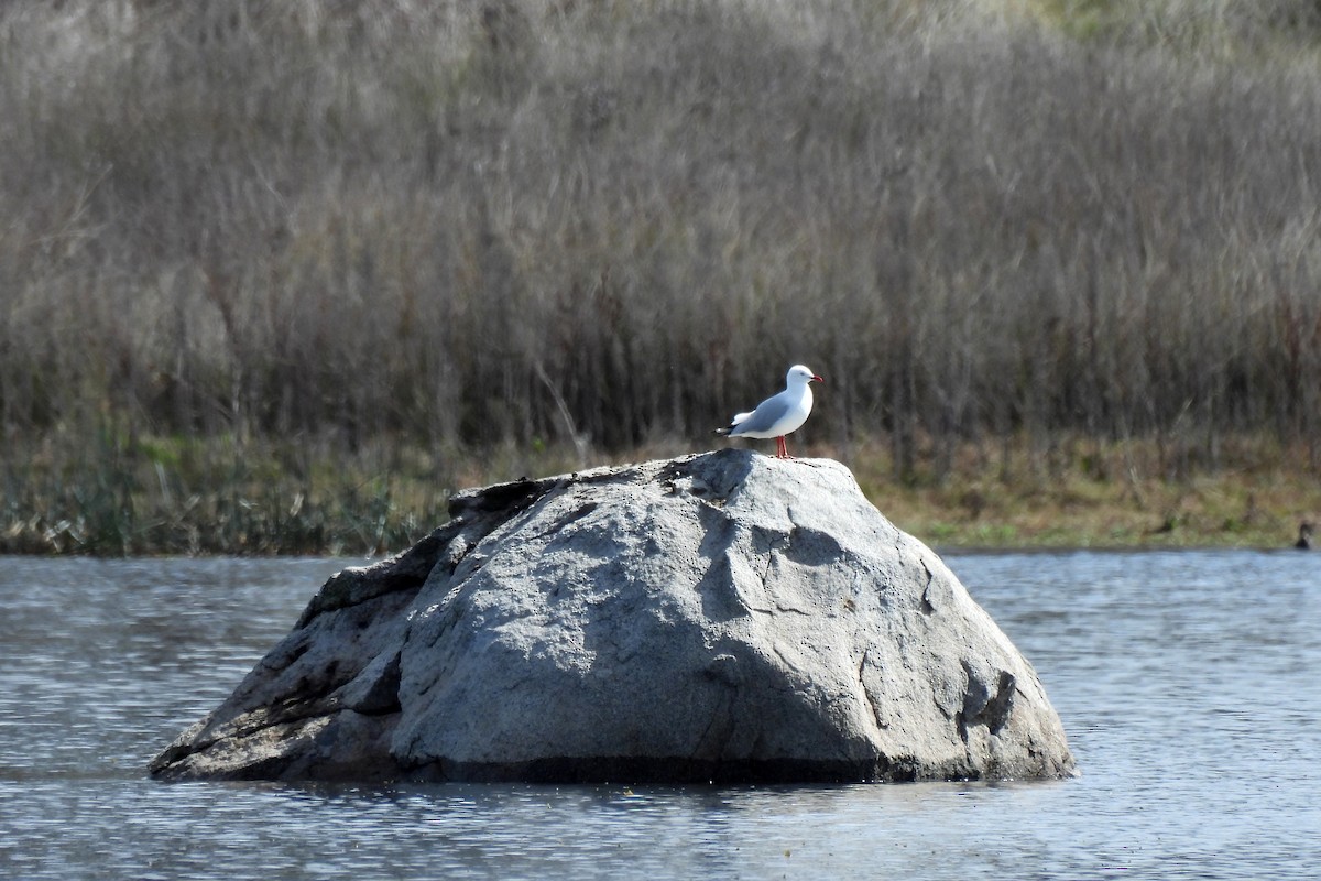 Gaviota Plateada - ML622726257