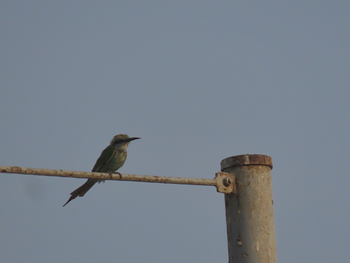 Arabian Green Bee-eater - ML622726264
