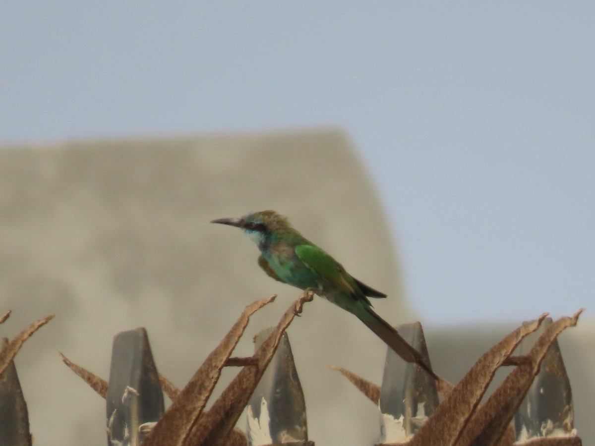 Arabian Green Bee-eater - ML622726267