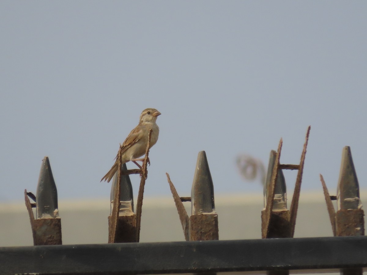 House Sparrow - ML622726273