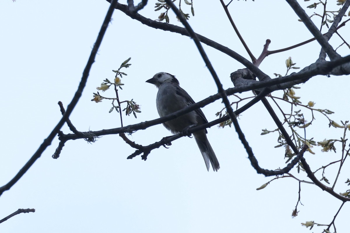 White-headed Brushfinch - Charles Davies