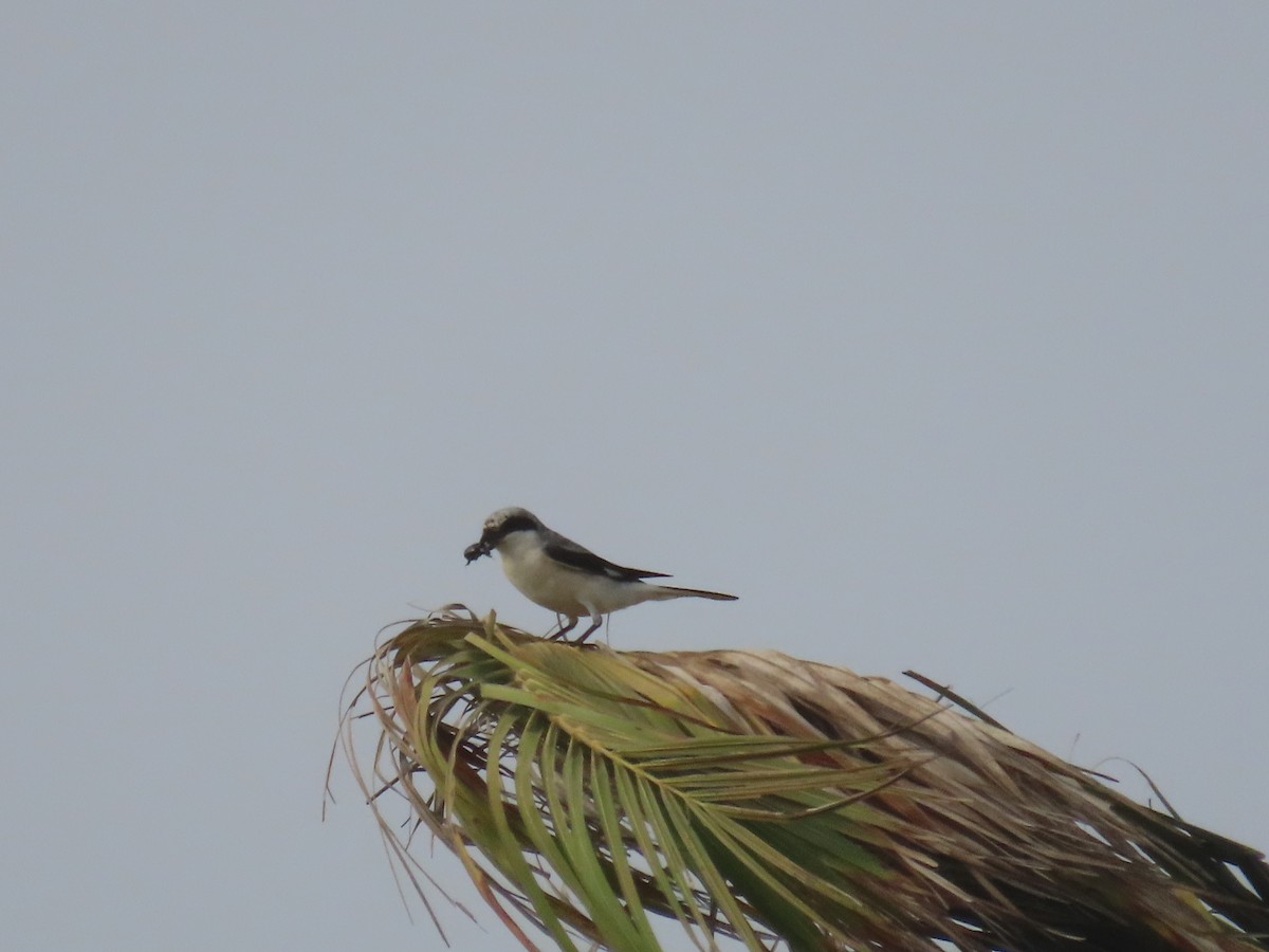 Lesser Gray Shrike - ML622726306