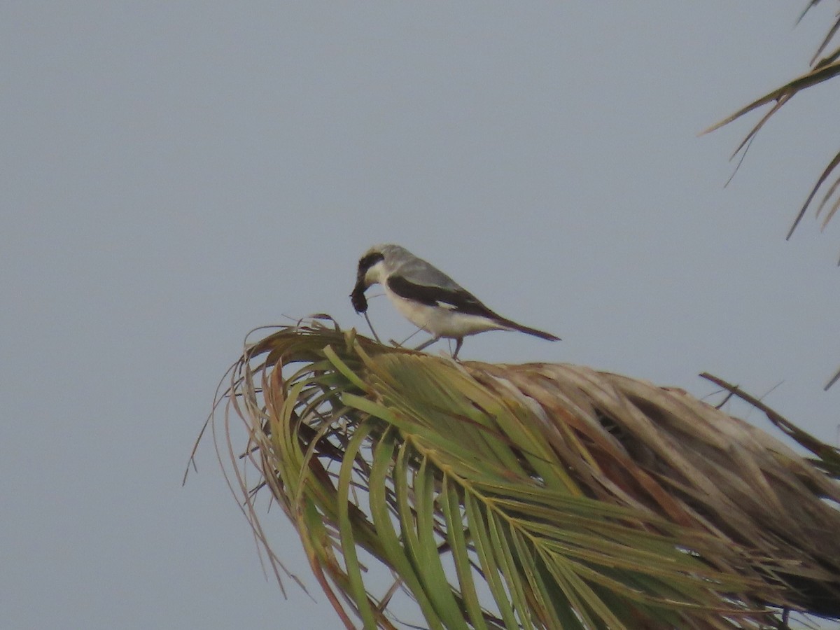 Lesser Gray Shrike - ML622726307
