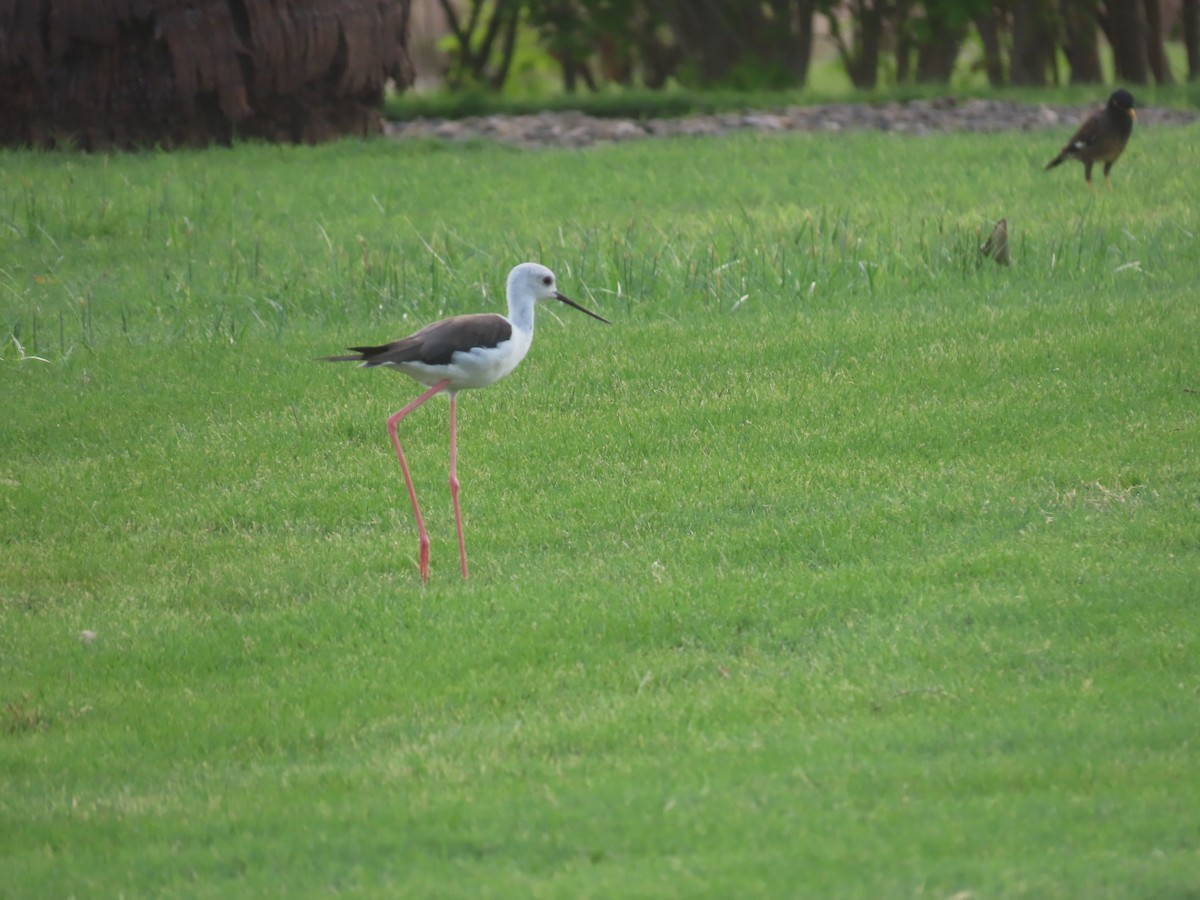 Black-winged Stilt - ML622726314