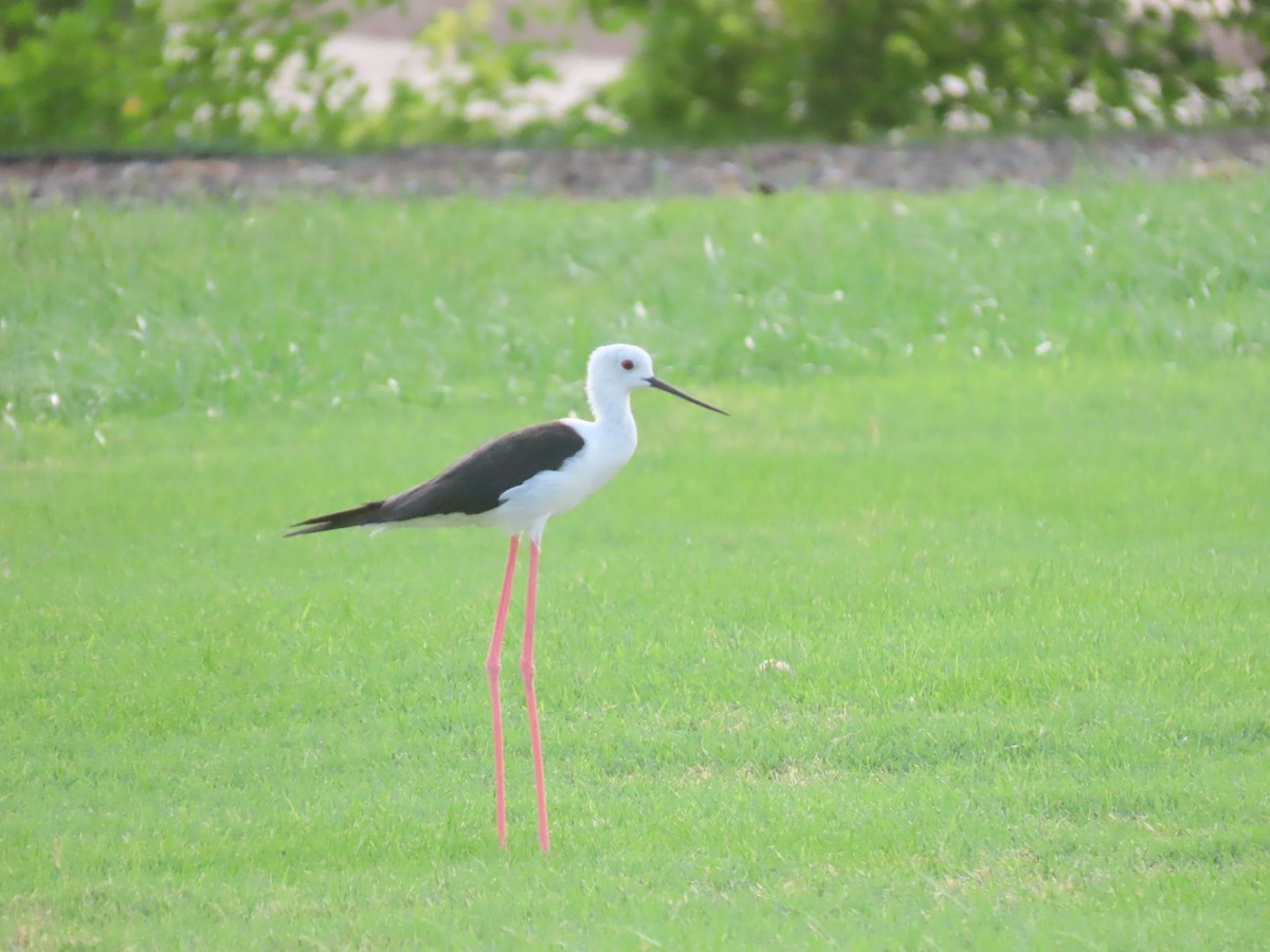 Black-winged Stilt - ML622726315