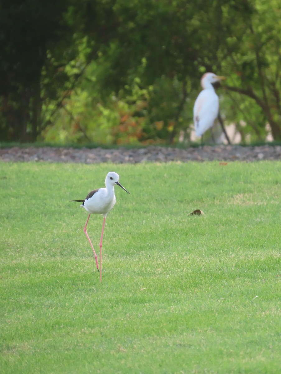 Black-winged Stilt - ML622726334