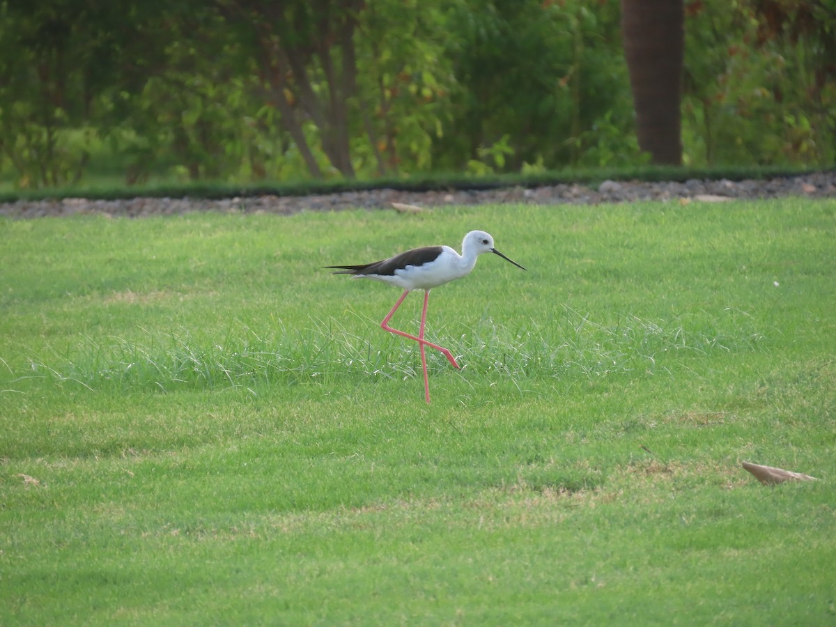 Black-winged Stilt - ML622726335