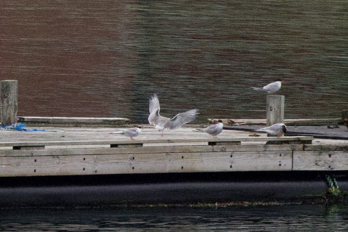 Common Tern - ML622726344