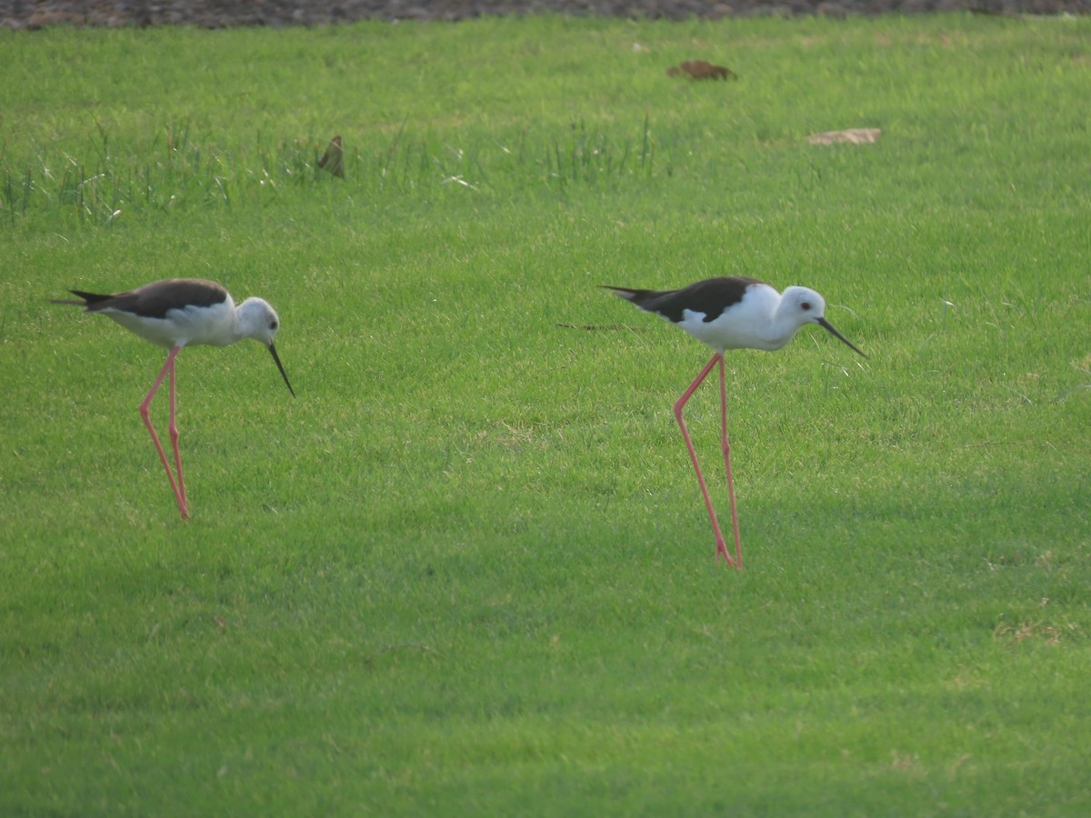 Black-winged Stilt - ML622726348
