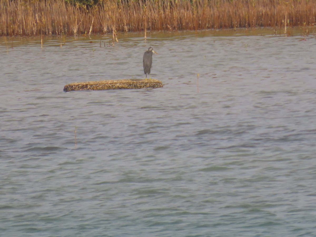 Western Reef-Heron - ML622726352