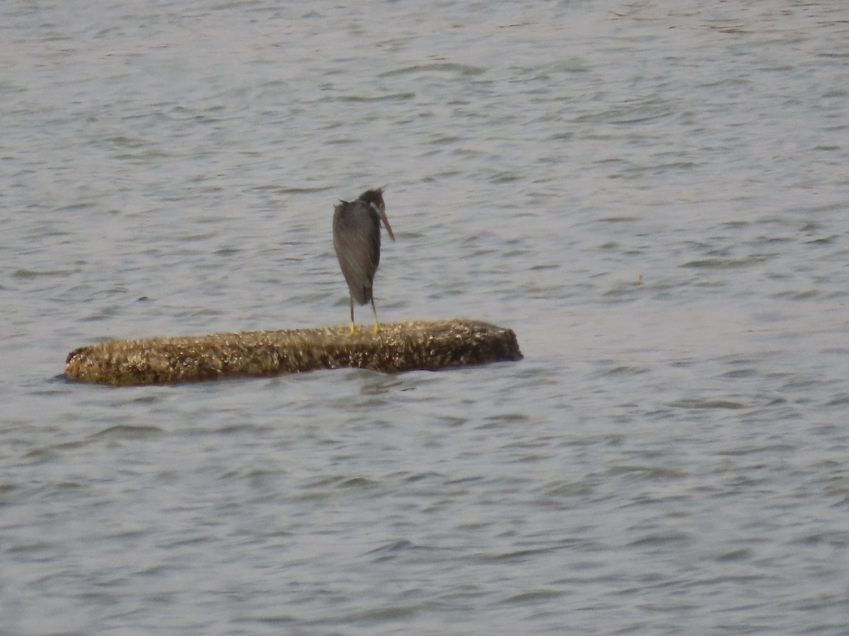 Western Reef-Heron - ML622726353