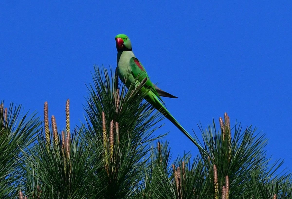 Alexandrine Parakeet - Özgür Ekincioğlu