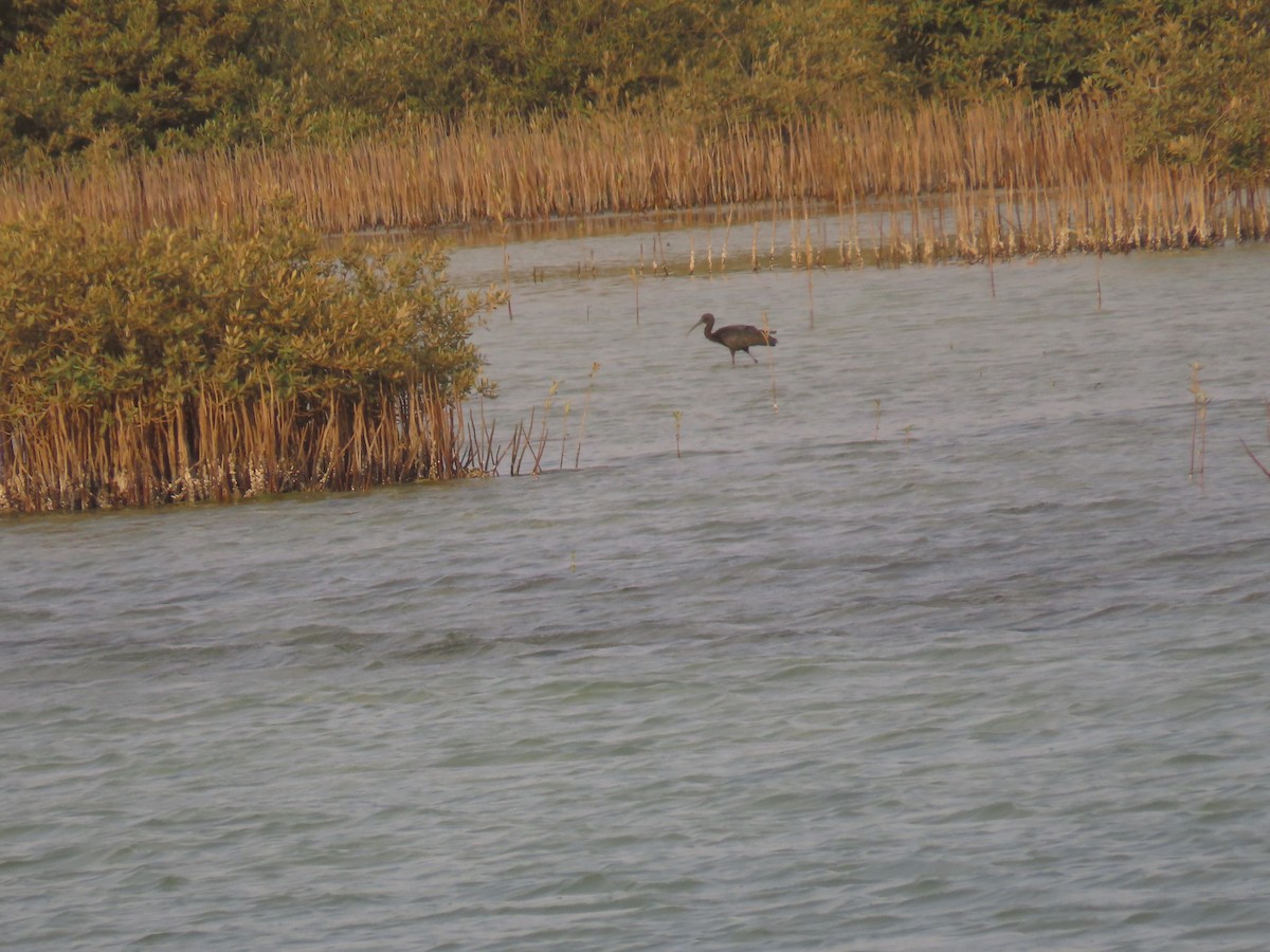 Glossy Ibis - ML622726358