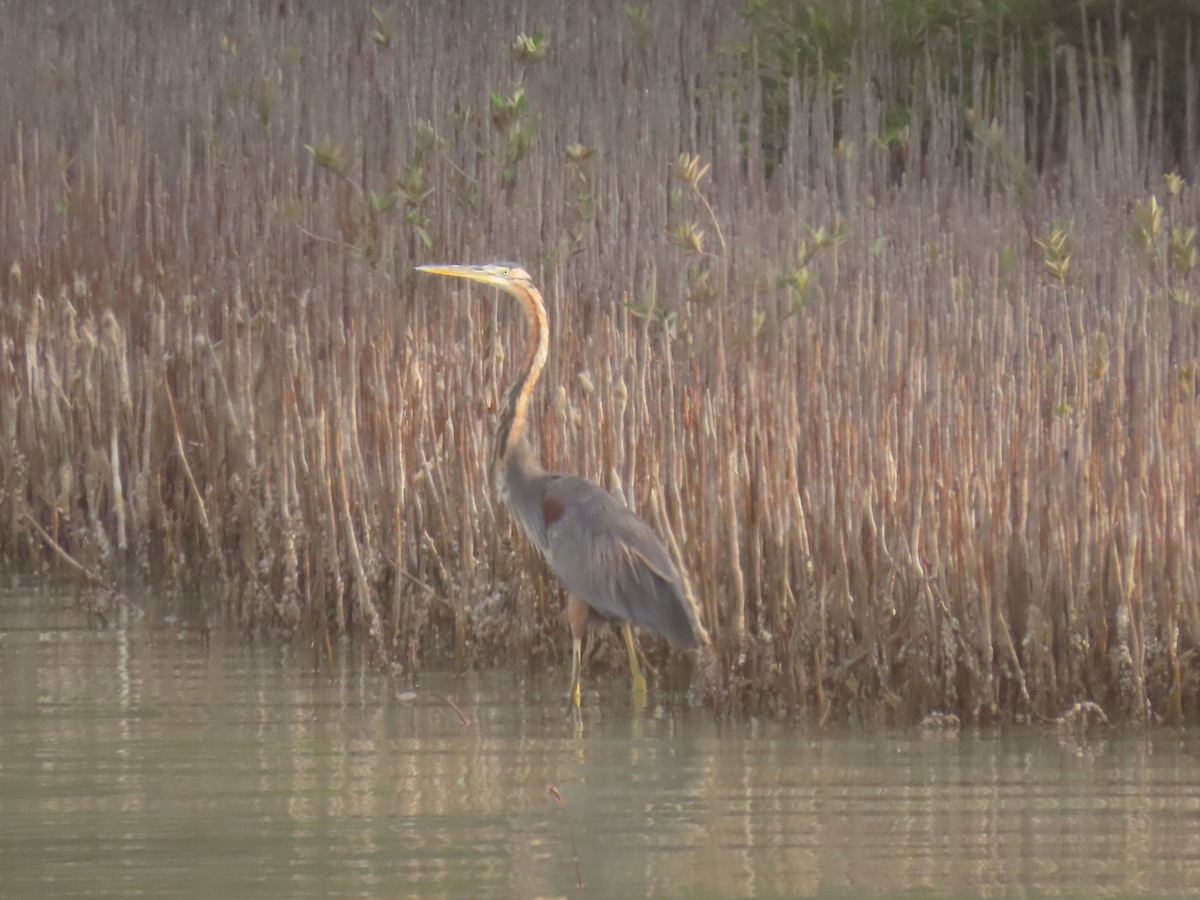 Purple Heron - ML622726359