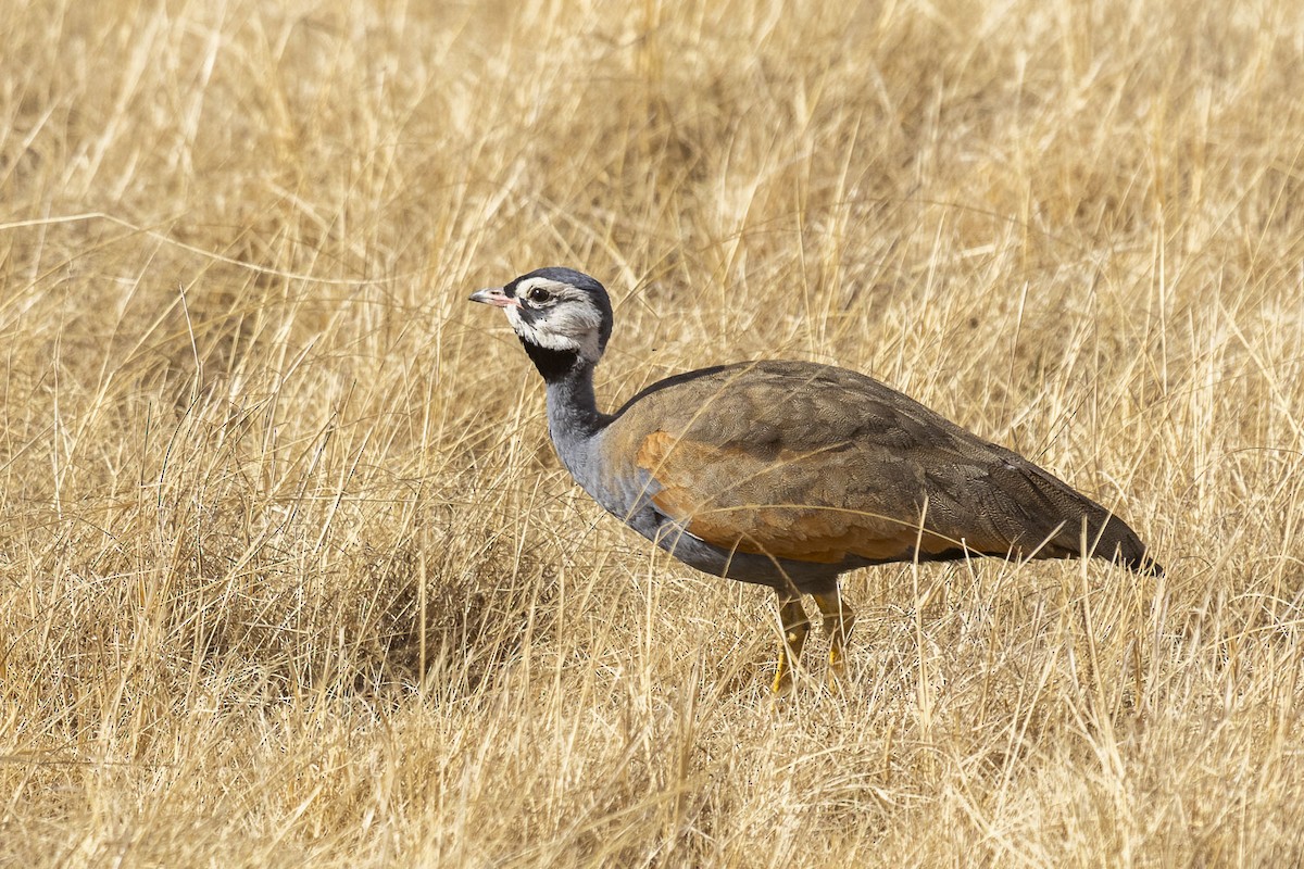 Blue Bustard - ML622726364