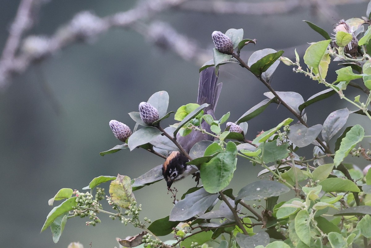 White-winged Brushfinch - ML622726368