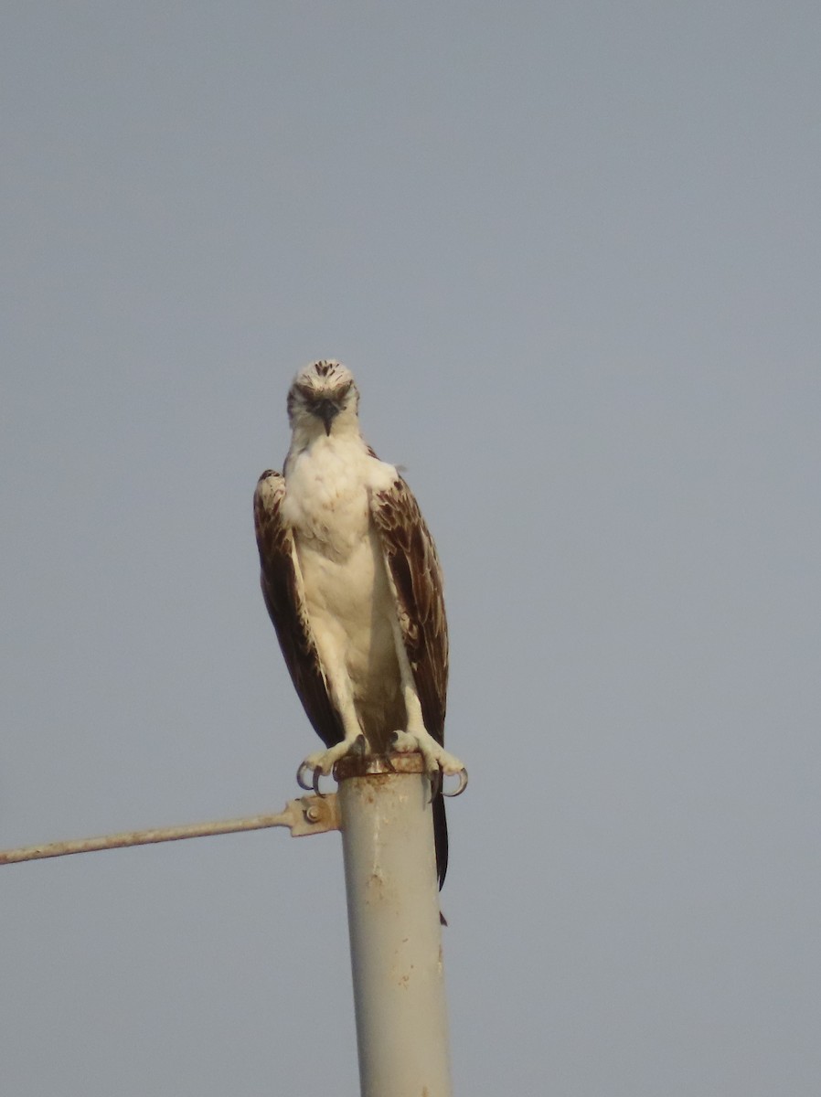 Osprey - ML622726369