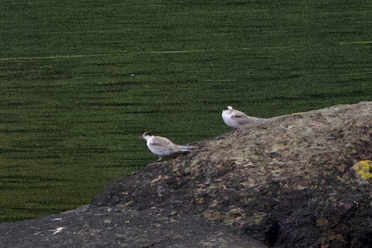 Common Tern - John Bruin