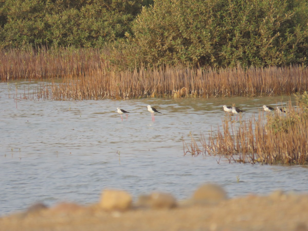 Black-winged Stilt - ML622726375