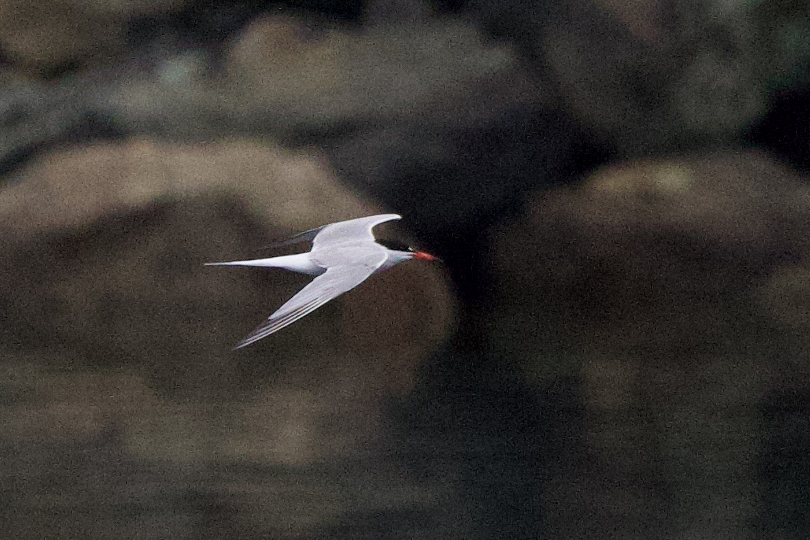 Common Tern - ML622726405