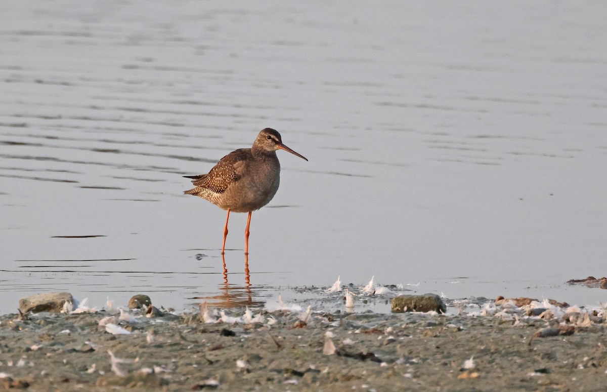 Spotted Redshank - Peter Boesman