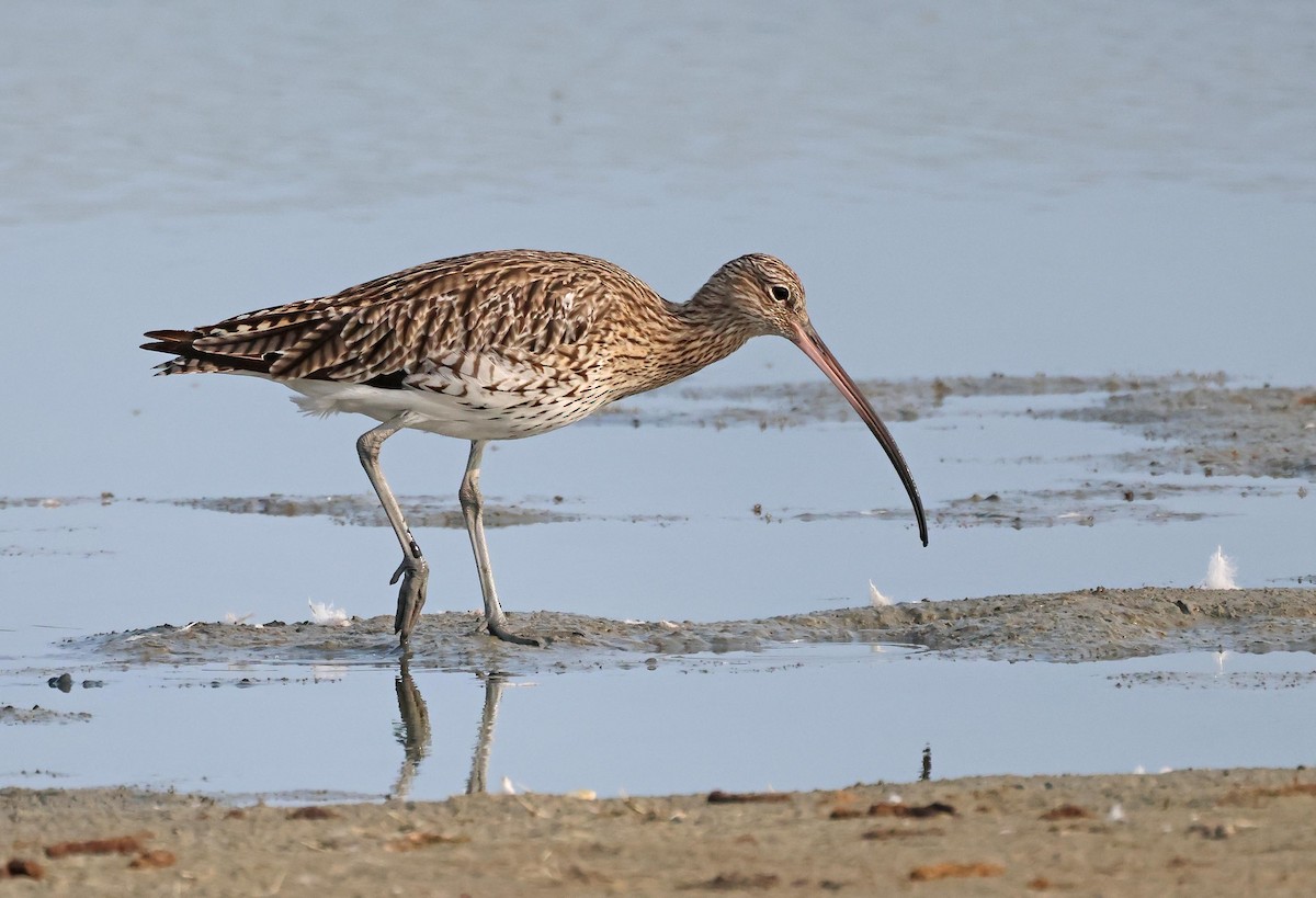 Eurasian Curlew - ML622726451