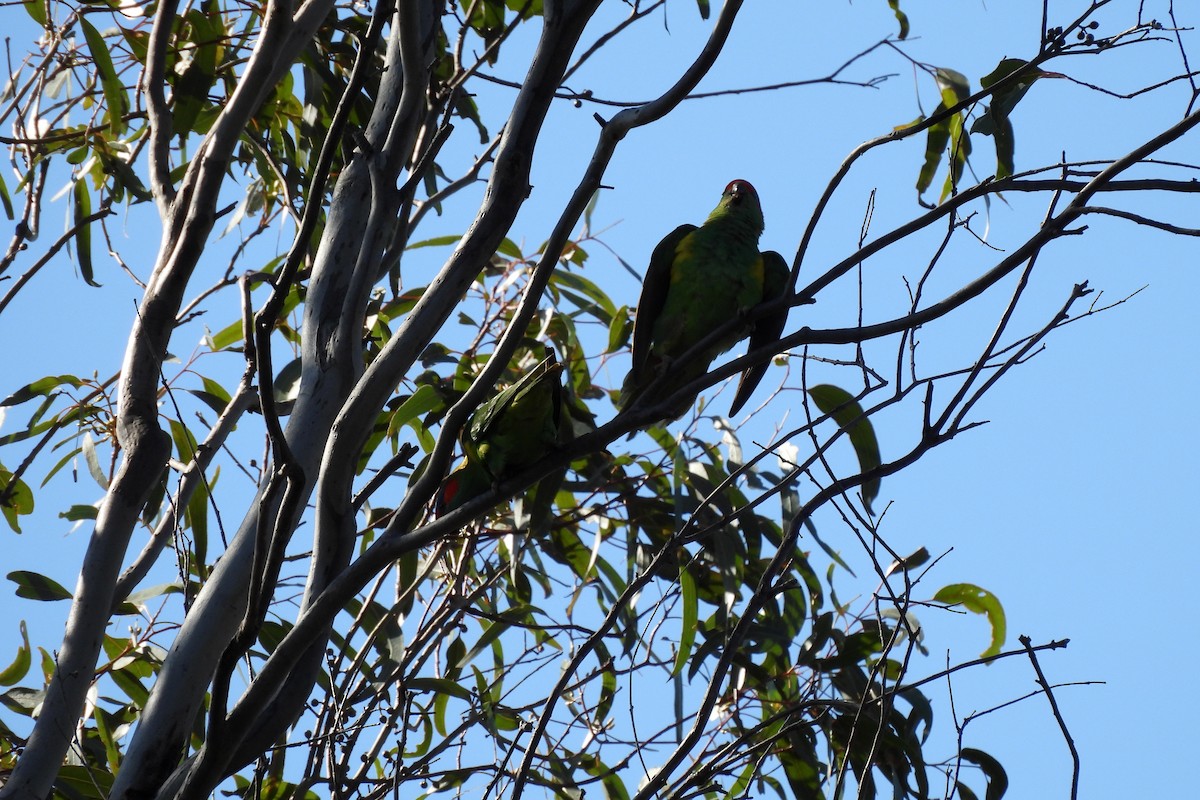 Musk Lorikeet - ML622726464