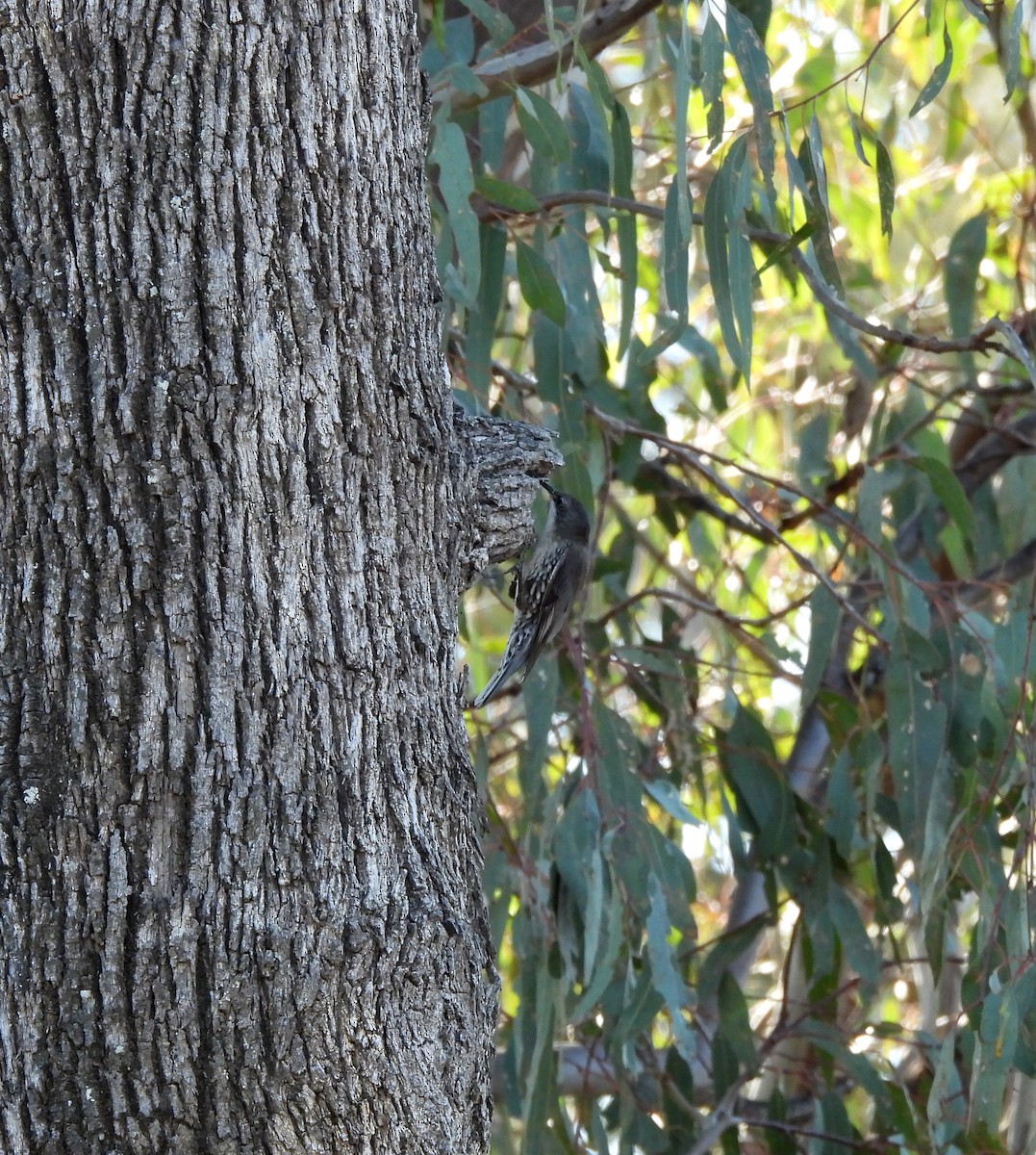 White-throated Treecreeper - ML622726471