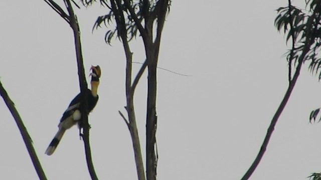 Great Hornbill - ML622726475