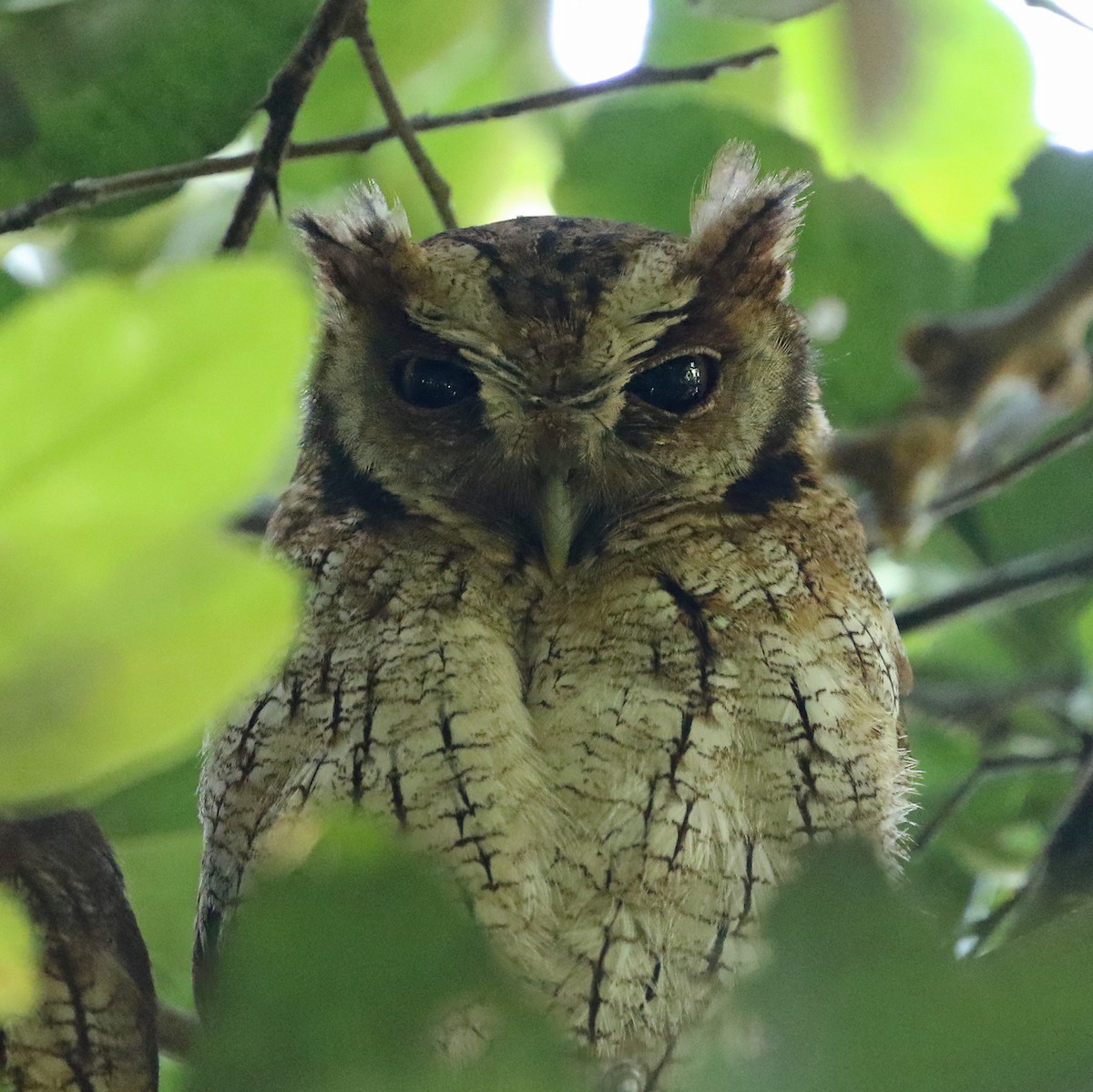 Tropical Screech-Owl - ML622726476