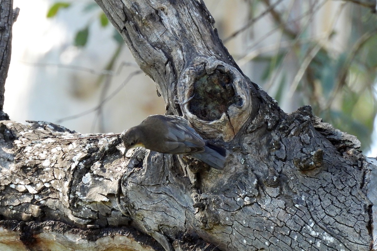 White-throated Treecreeper - ML622726509