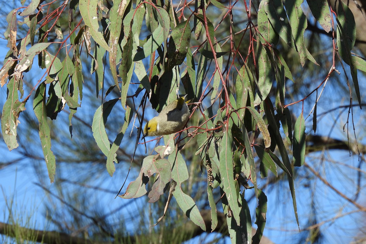 White-plumed Honeyeater - ML622726520