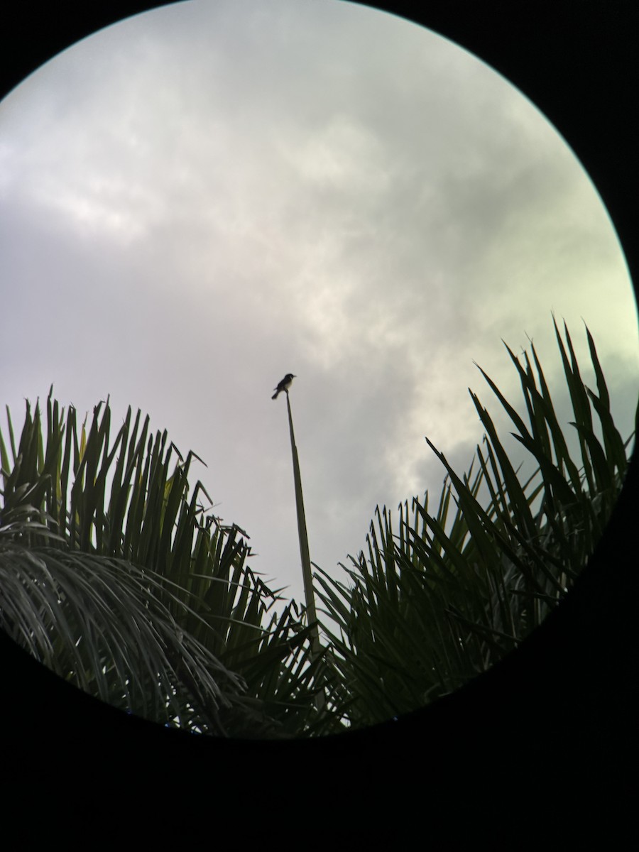 Fiji Woodswallow - ML622726534