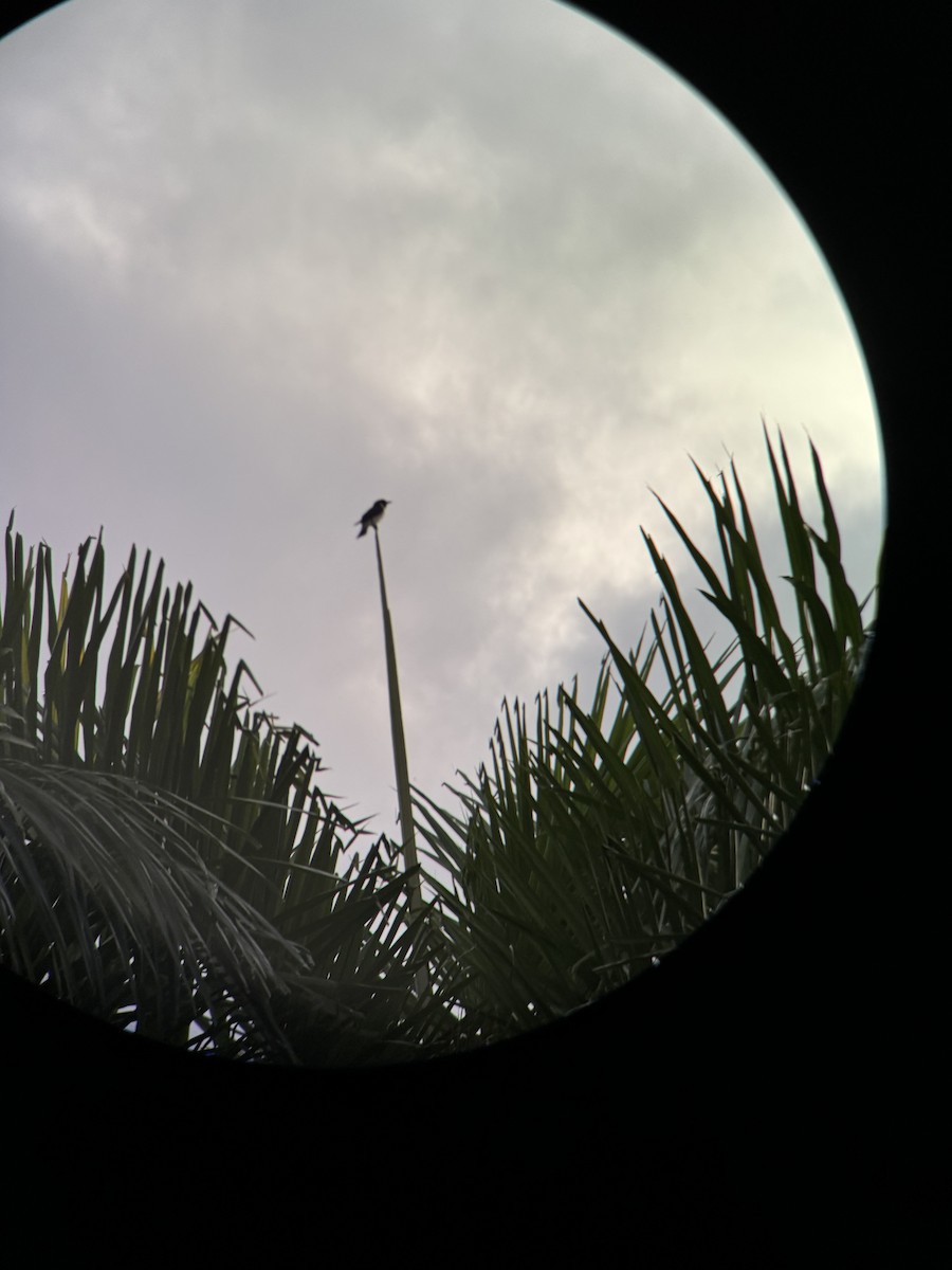 Fiji Woodswallow - ML622726536