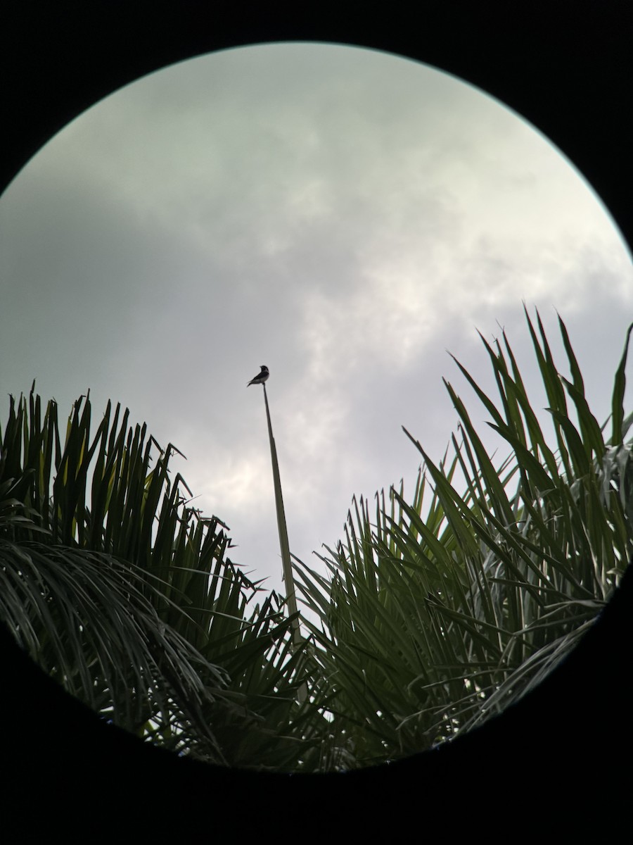 Fiji Woodswallow - ML622726550