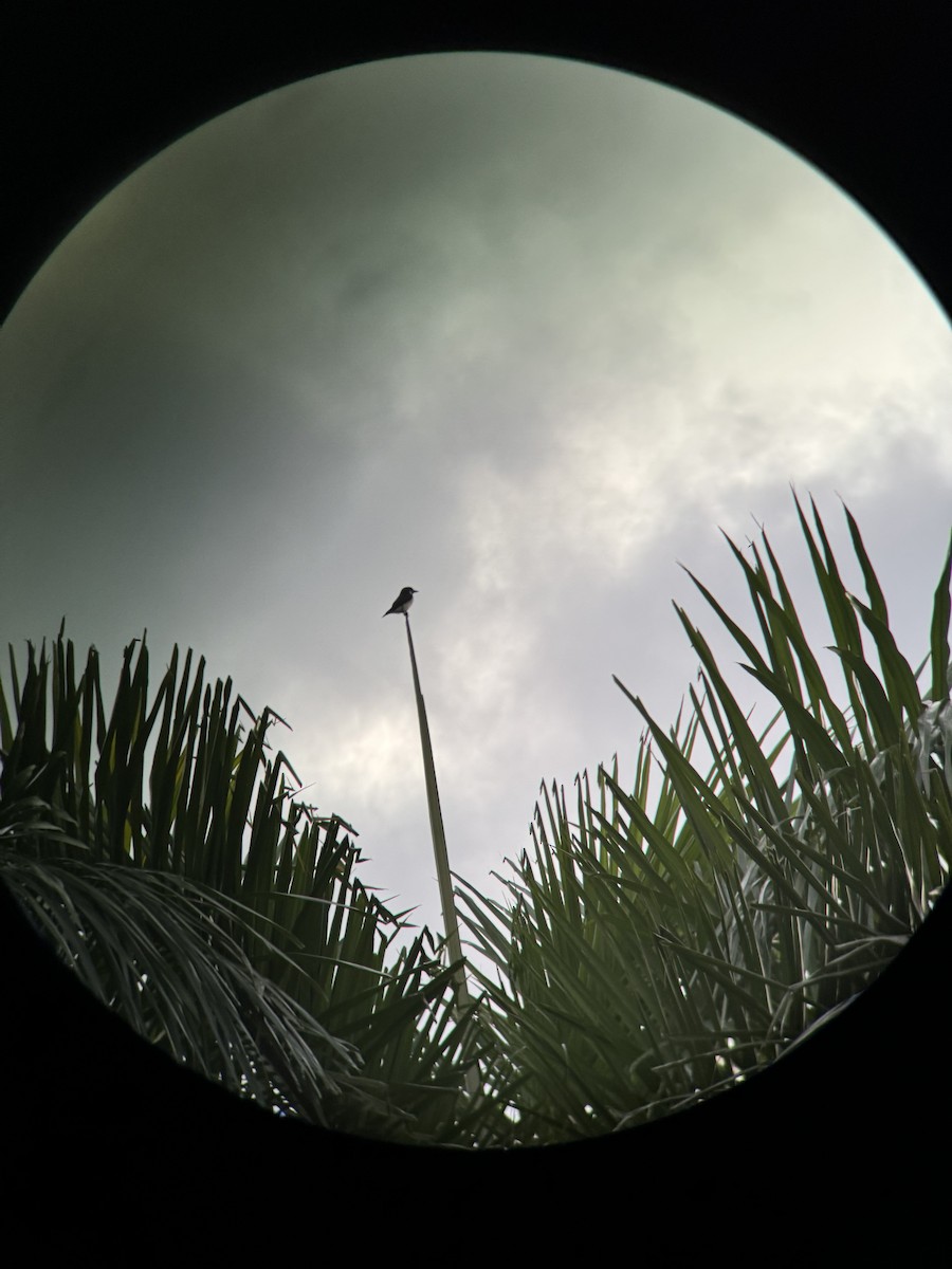 Fiji Woodswallow - ML622726554