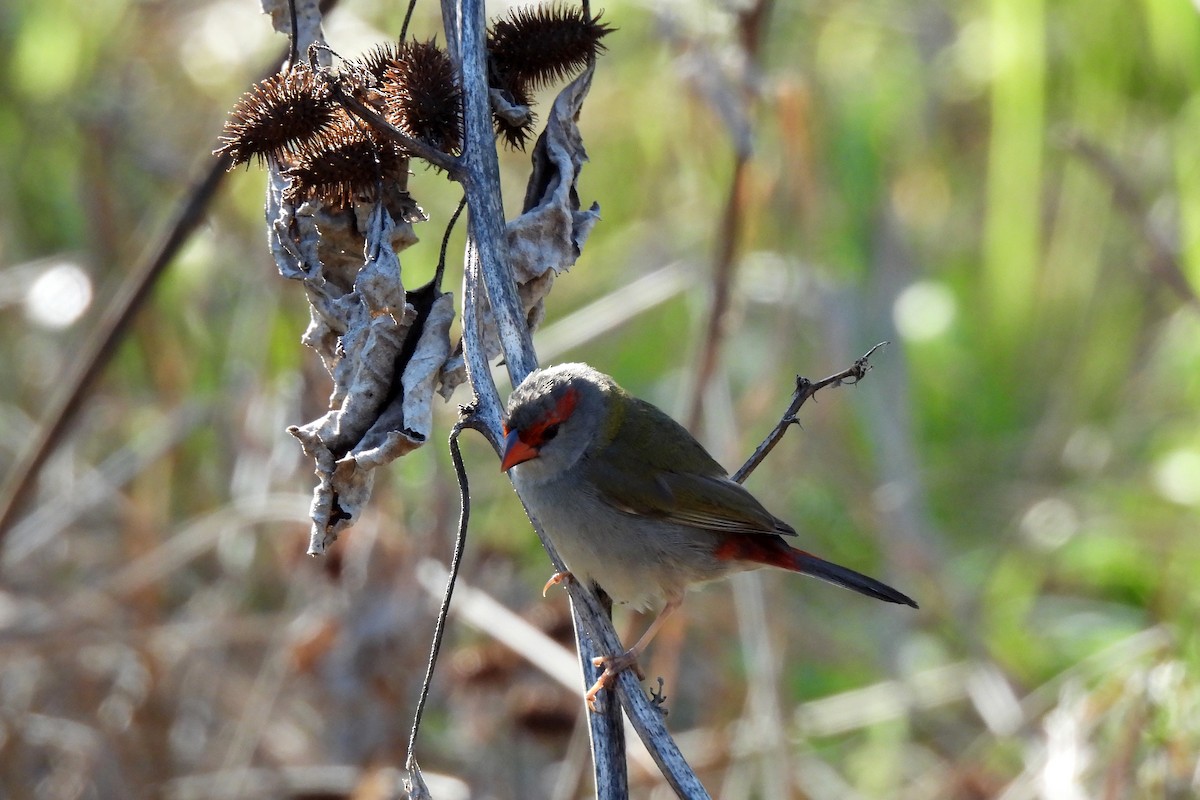Red-browed Firetail - ML622726582