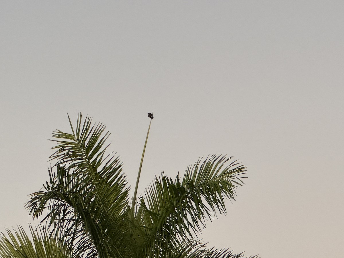 Fiji Woodswallow - ML622726609