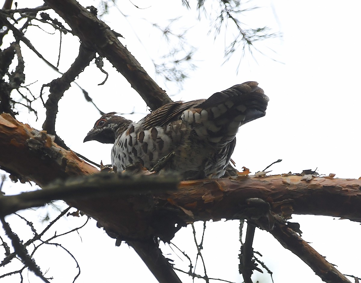 Hazel Grouse - ML622726636