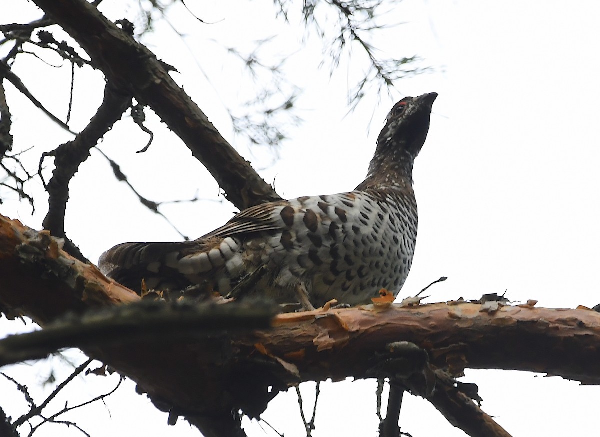 Hazel Grouse - ML622726640