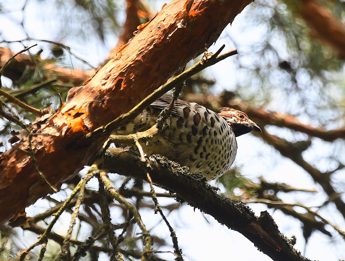 Hazel Grouse - ML622726641