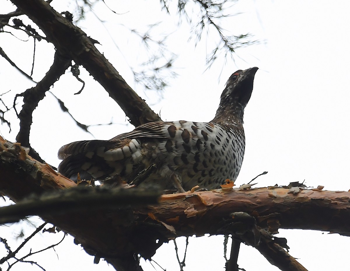 Hazel Grouse - ML622726643