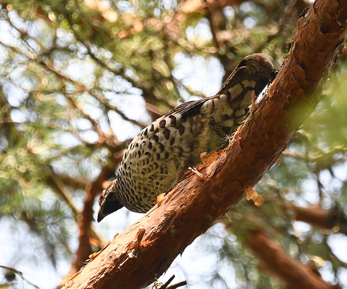 Hazel Grouse - ML622726644