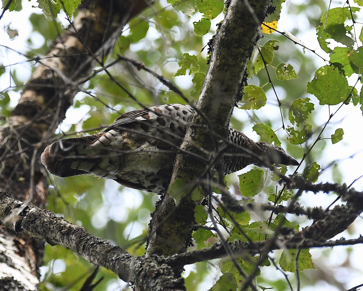 Hazel Grouse - ML622726645