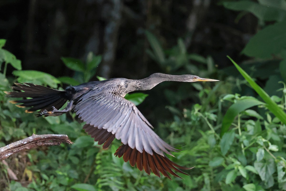 Anhinga d'Amérique - ML622726648