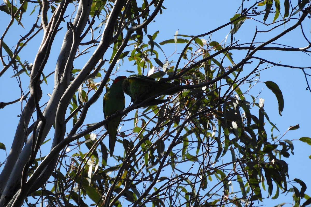 Musk Lorikeet - ML622726651