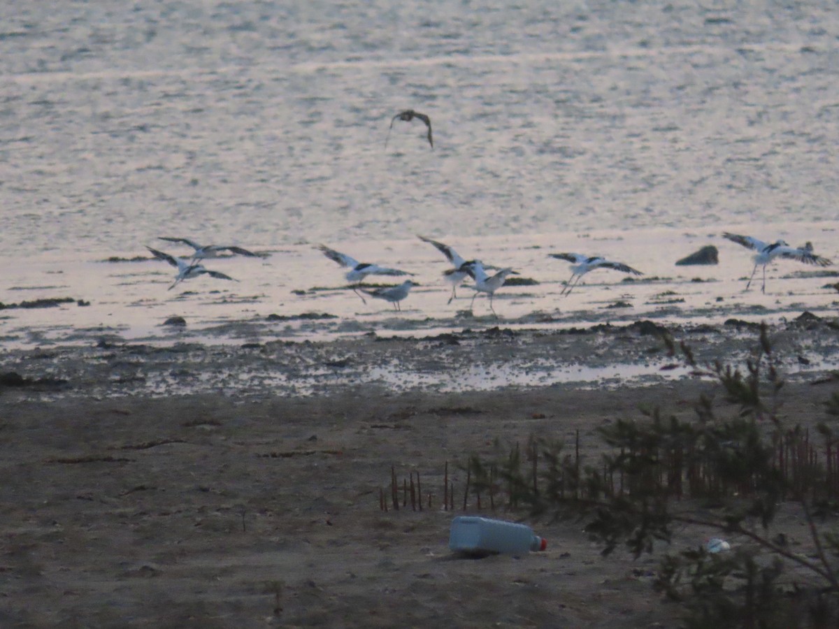 Crab-Plover - ML622726676