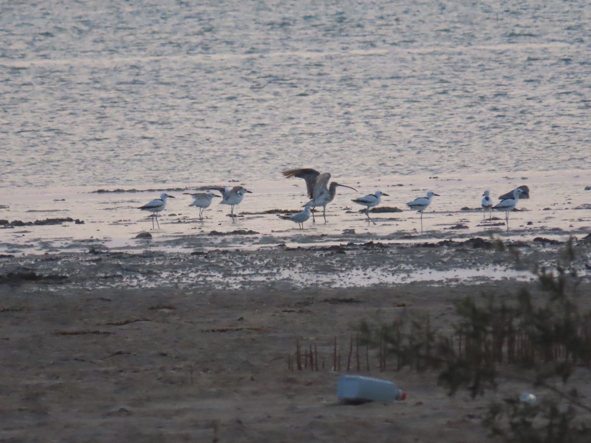 Crab-Plover - ML622726677